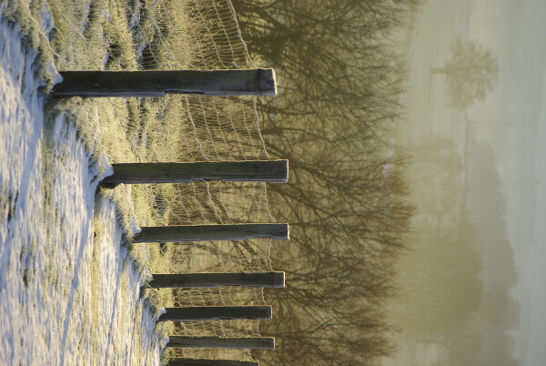 Frosty fence