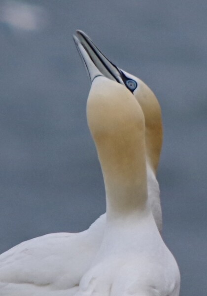 Gannets