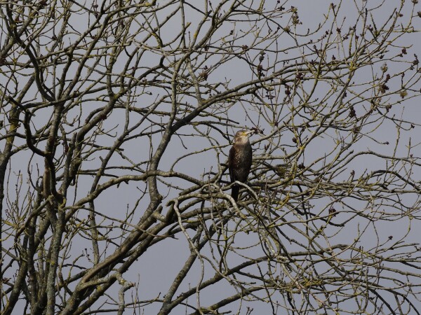 Great Cormorant