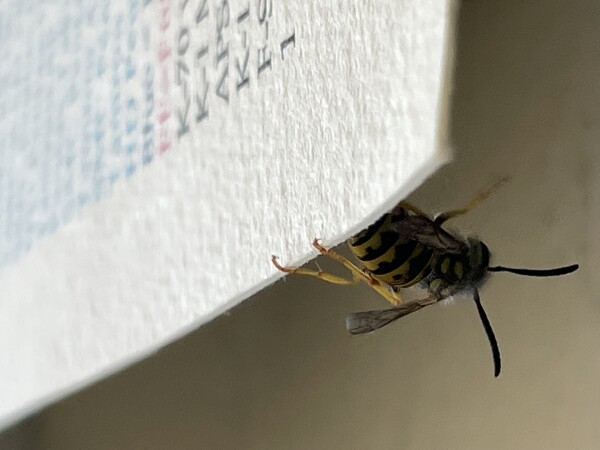 Hanging On By Its Toenails!!