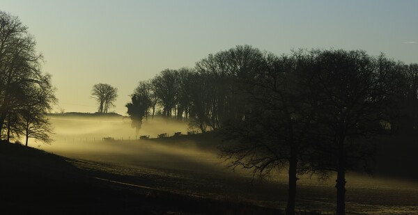 Misty landscape