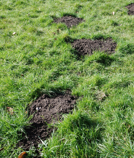 Molehills