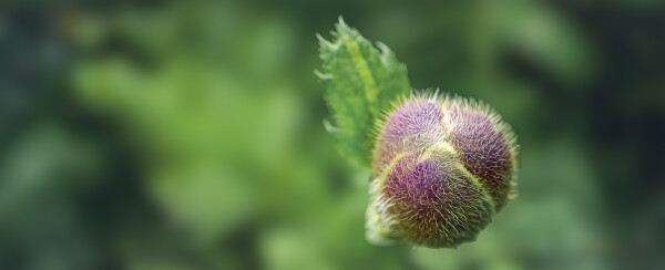 No... Not A Gooseberry