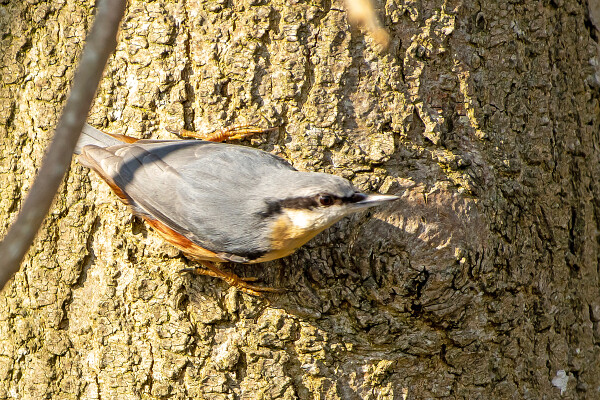 Nuthatch
