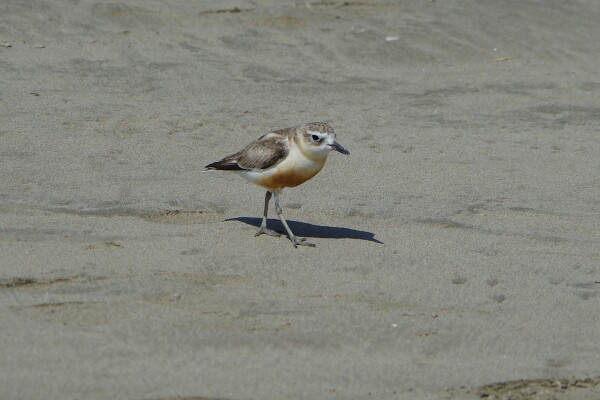 NZ Dotterel