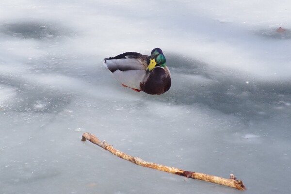 On Ice