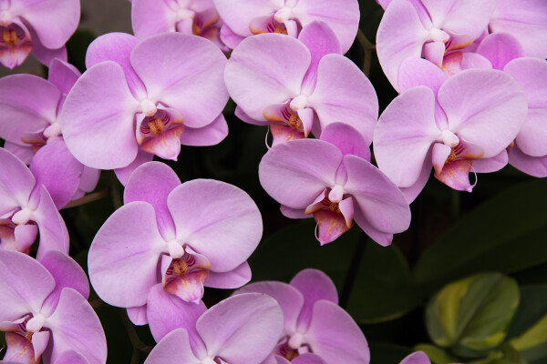 Orchid