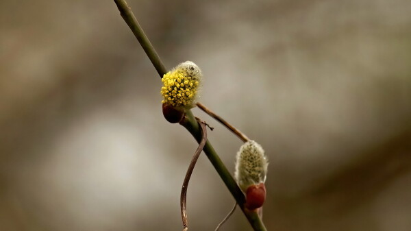 Pussy willow