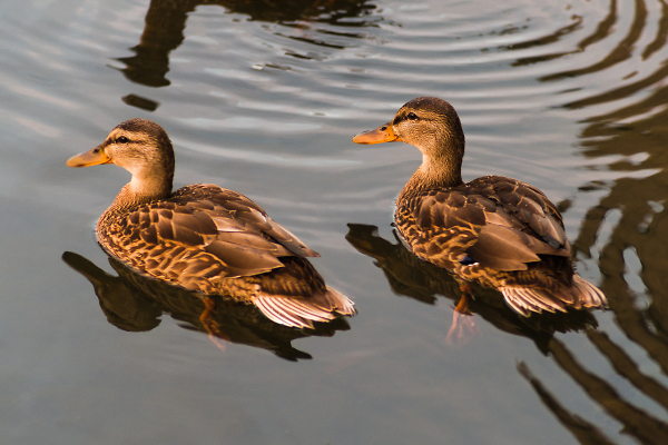 Ripples and Quacks