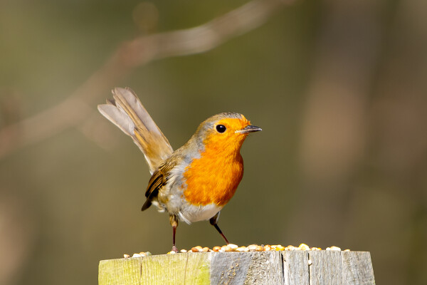 Robin