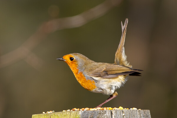 Robin