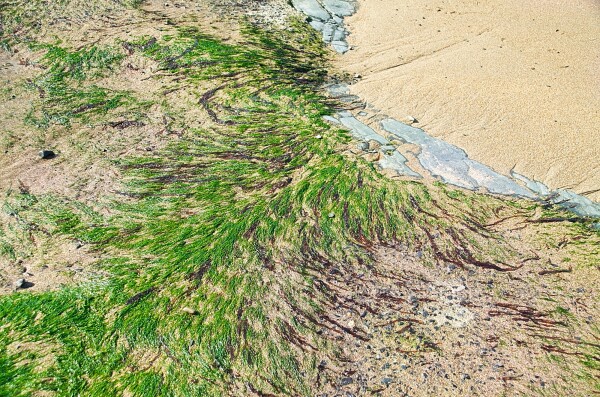 Seaweed at the edge