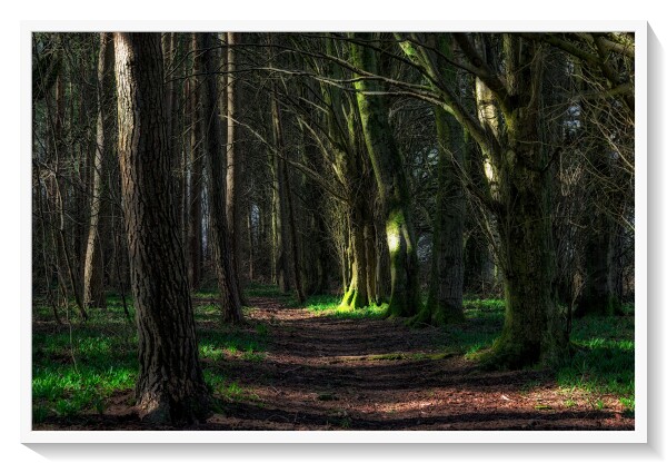 Sunlight in the woods