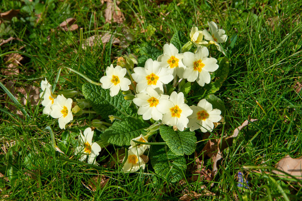 Sunshine Flowers