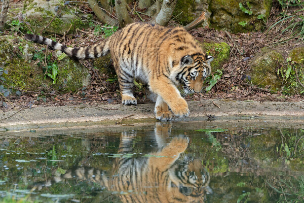 Testing the water.