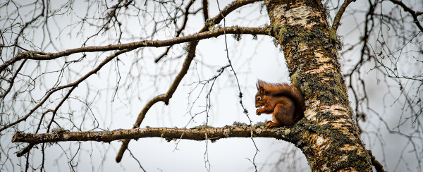 Went Squirrelling Today