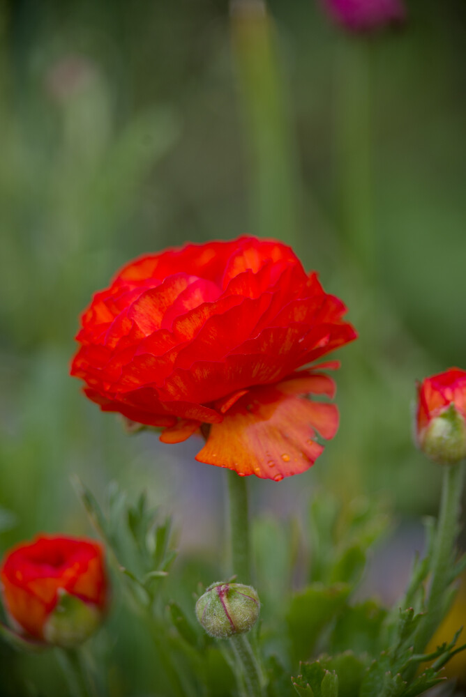 Just a flower