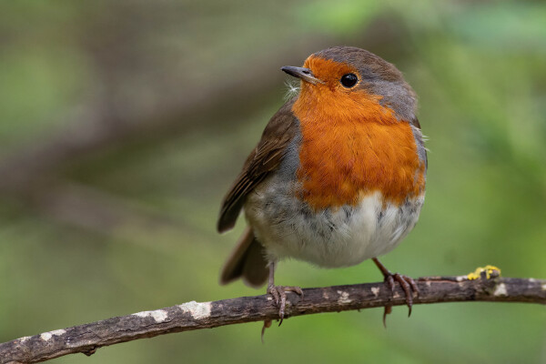 Another Robin