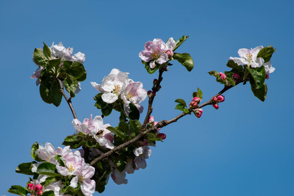 Apple Blossom
