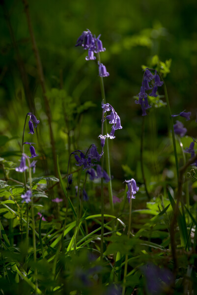 Bluebell Beauty