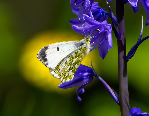Butterfly on Bluebell