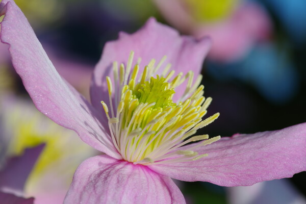 Clematis Montana