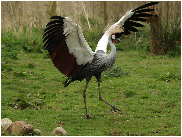 Crazy Crain