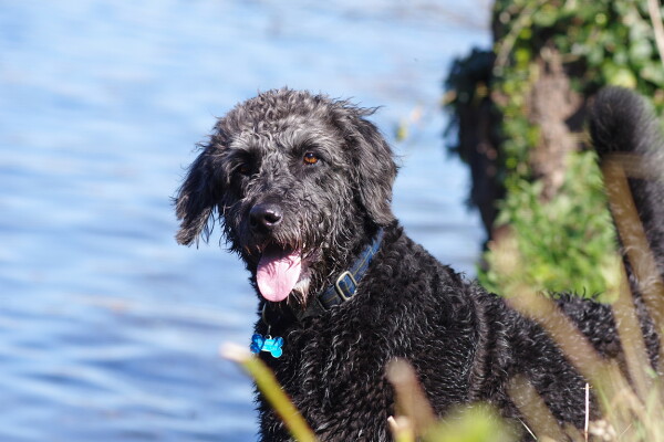Dog by Water