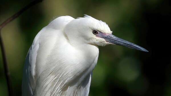 Egret