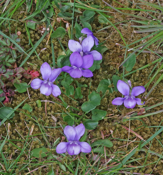 Fading violets