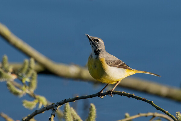 Grey Wagtail