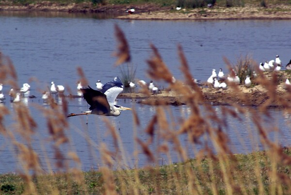 Heron in Flight