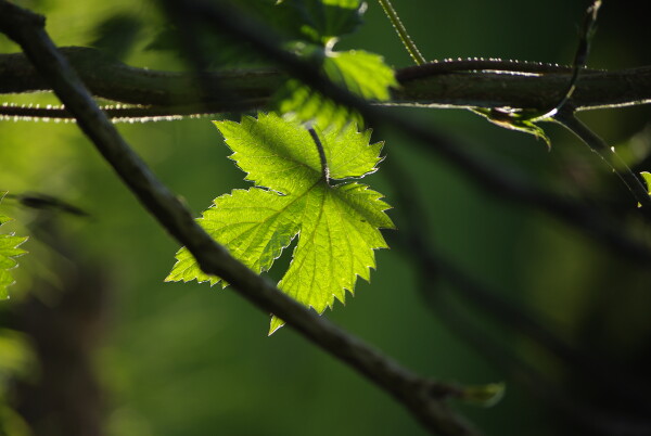 Hop leaf