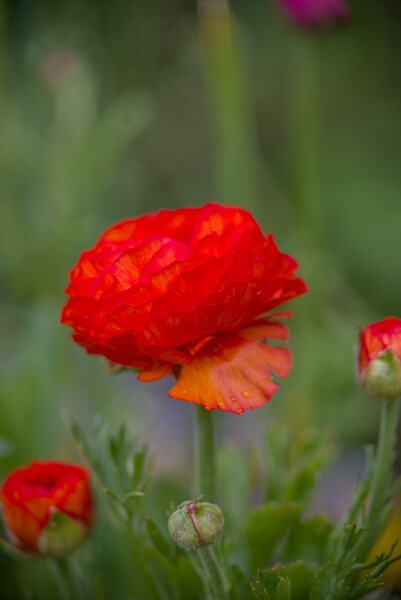 Just a flower