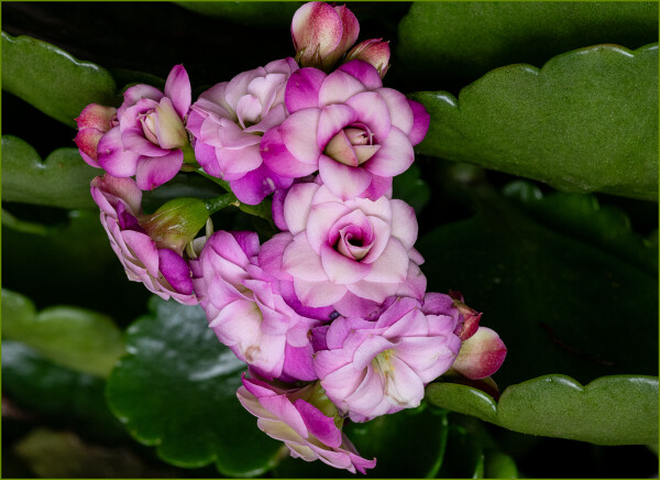 Kalanchoe