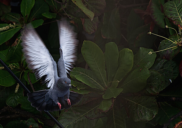 LANDING