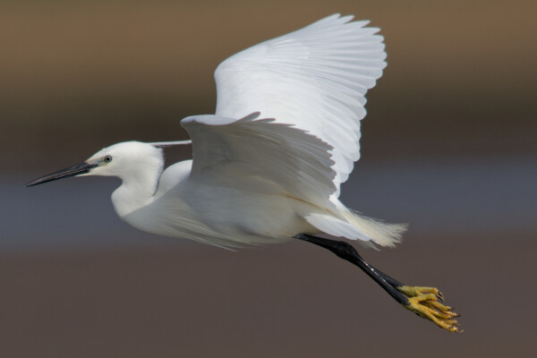Little Egret