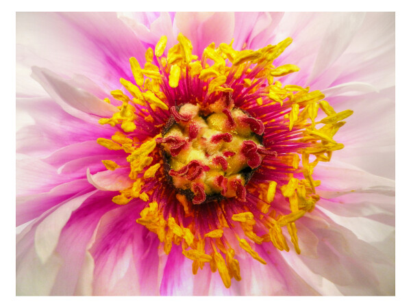 Macro Flower