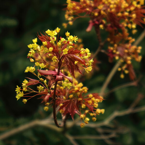 Maple flower.