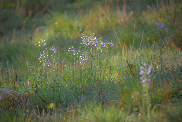 Meadow Beauty