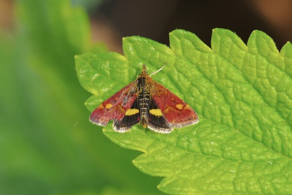 Mint Moth