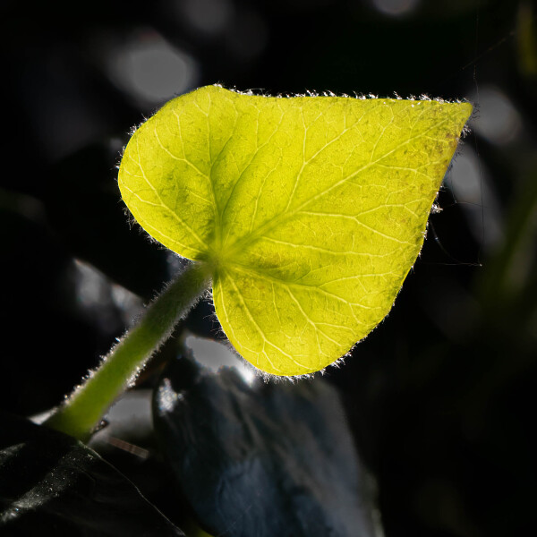 New Leaf