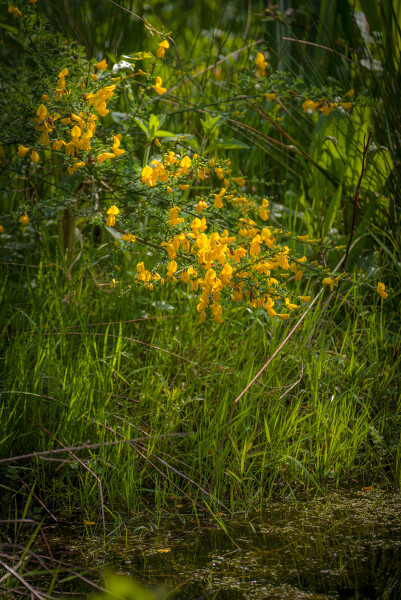 On Golden Pond