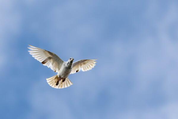 Pigeon