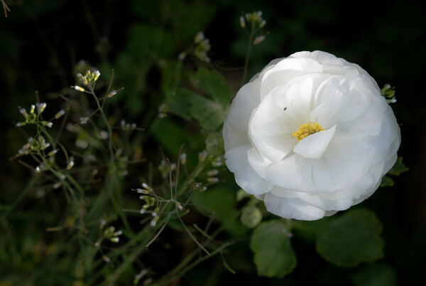 Ranaculus in colour