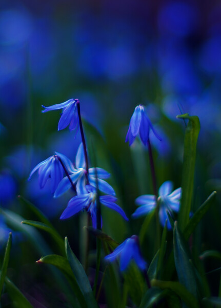 Scilla
