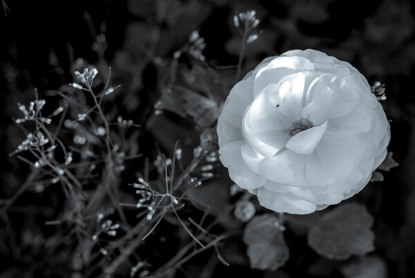 Selenium toned Ranaculus