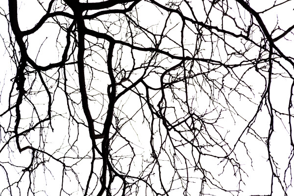 Blood Vessels?