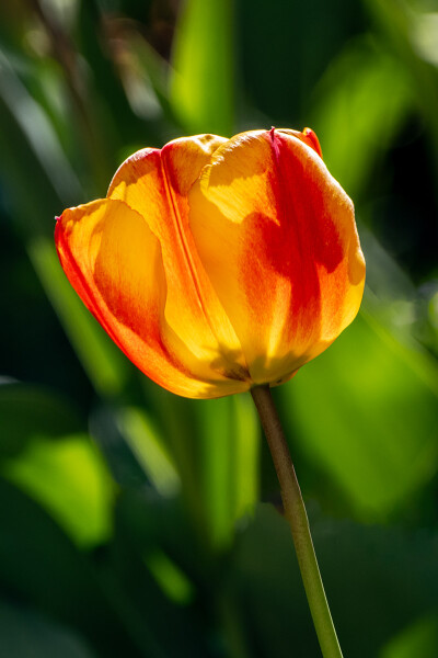 Spring in the garden
