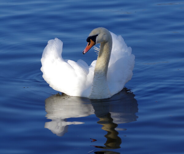 Swanning Along